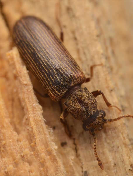 Wood Frame Treatment: houtbehandelingen tegen houtetende schimmels en insecten. Interventie in LEUVEN in België - VP DAKGEVEL LEUVEN