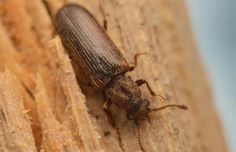 Wood Frame Treatment: houtbehandelingen tegen houtetende schimmels en insecten. Interventie in LEUVEN in België - VP DAKGEVEL LEUVEN